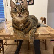 Julian's Luna - Einstellung mit Lantus | Seite 186 | Diabetes-Katzen Forum