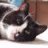 Catrin
